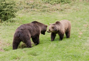 2-brown-bears