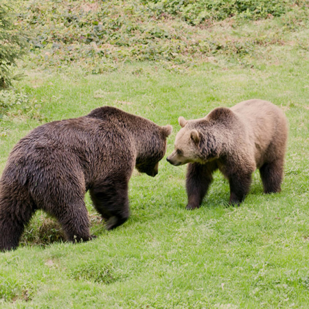 2-brown-bears