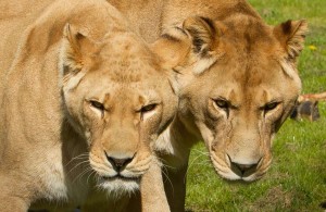 2 Female Lions