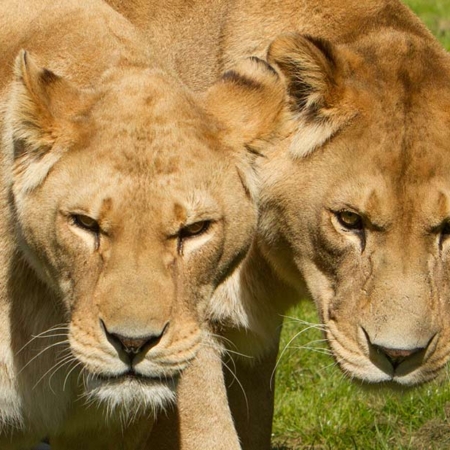 2 Female Lions