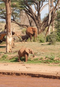 African Elephants at Samburu