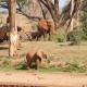 African Elephants at Samburu
