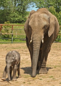 Baby & Mother African Elephant