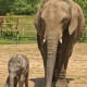 Baby & Mother African Elephant
