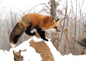 American Fox Minnesota