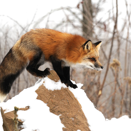 American Fox Minnesota