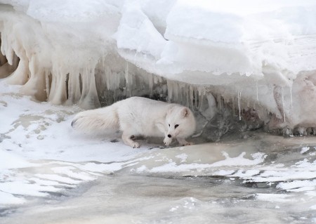 Arctic Fox