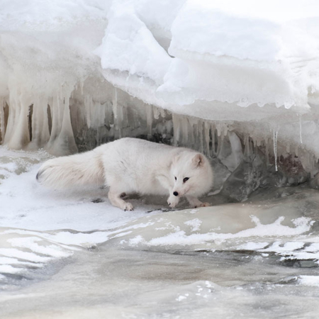 Arctic Fox