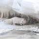 Arctic Fox