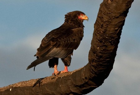 Female Bateleur Eagle