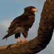 Female Bateleur Eagle