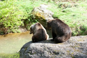 Brown Bears