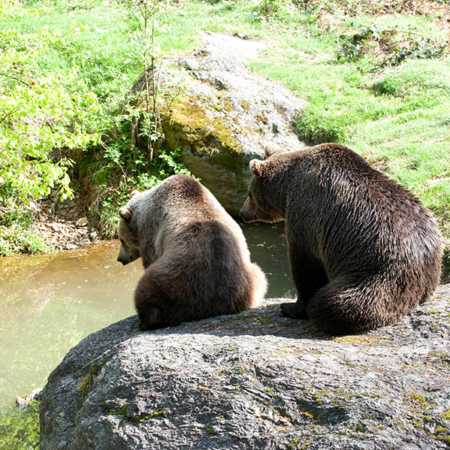Brown Bears
