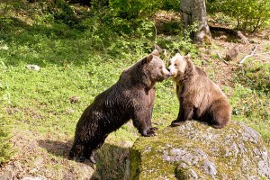 Brown Bears