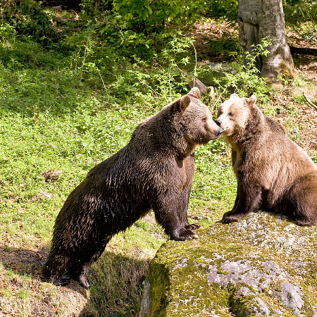 Brown Bears