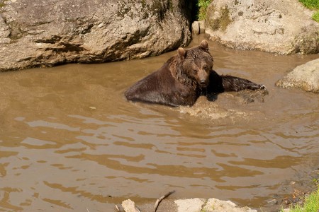 Brown Bear