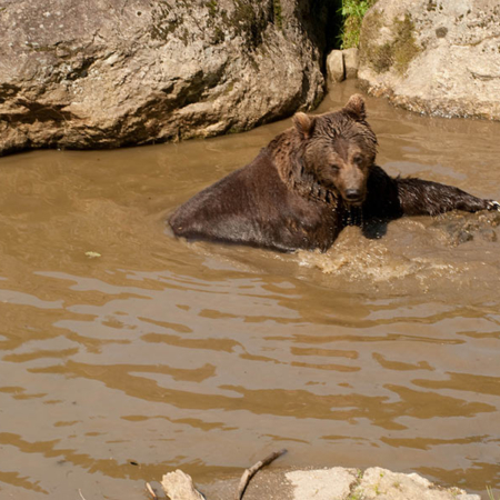 Brown Bear