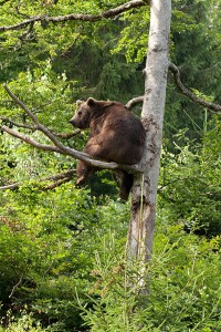 Brown Bear