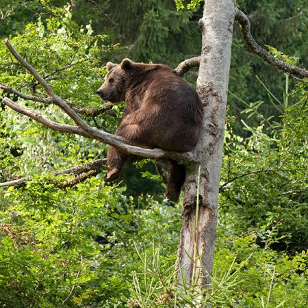Brown Bear
