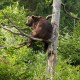 Brown Bear
