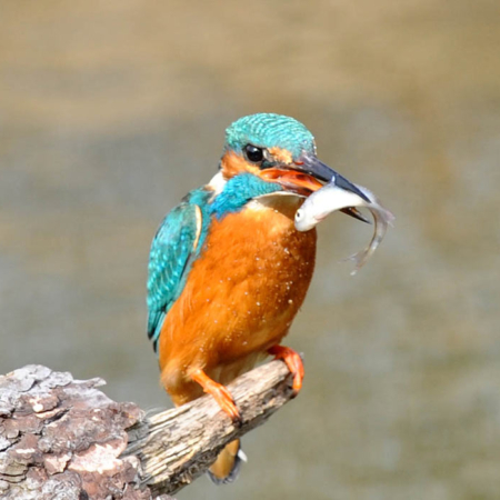 Kingfisher Germany