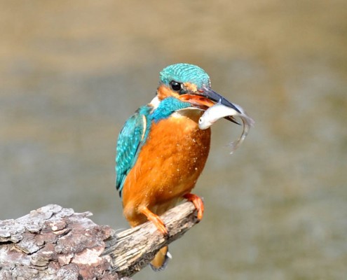 Kingfisher Germany