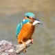 Kingfisher Germany