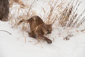 Young Cougar in the snow