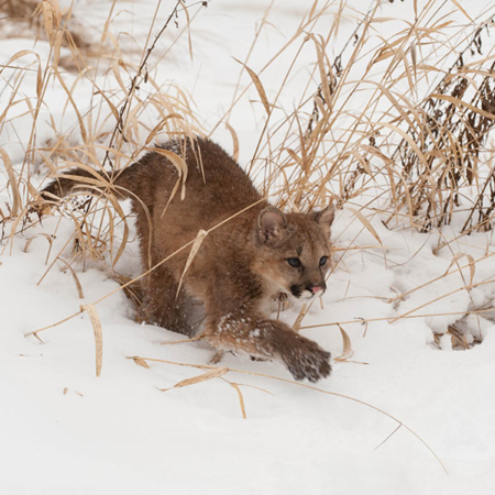 Young Cougar in the snow