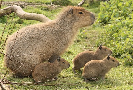Capybara with young - Largest Rodent in the world!