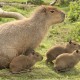 Capybara with young - Largest Rodent in the world!