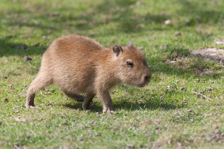 Capybara Youngster