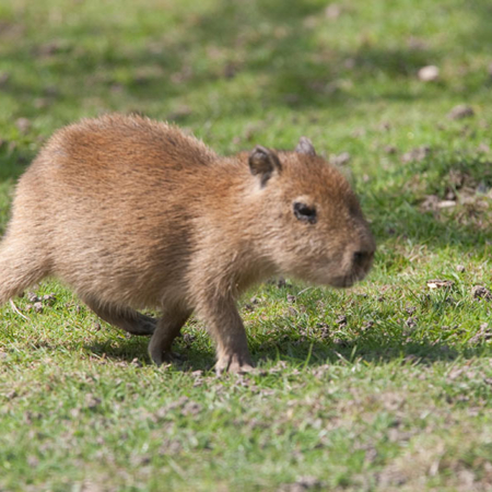 Capybara Youngster