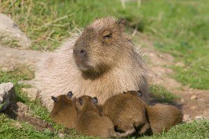 Capybara female with babies
