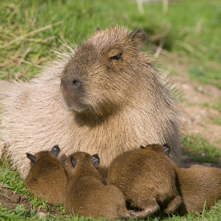 Capybara female with babies