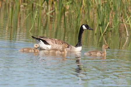 Canada Goose with young