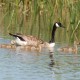 Canada Goose with young