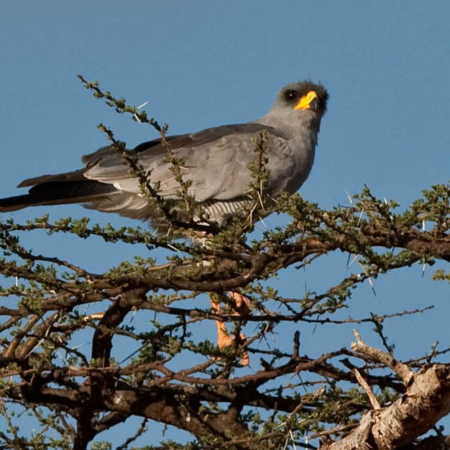 Dark Chanting Goshawk