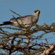 Dark Chanting Goshawk