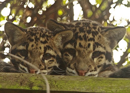 Clouded Leopard