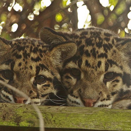 Clouded Leopard