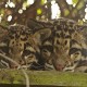 Clouded Leopard