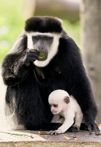 Colobus with Baby