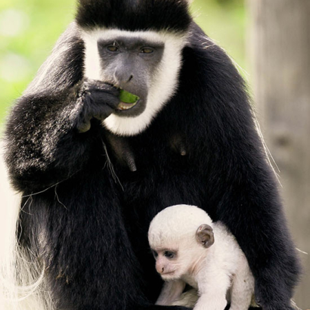 Colobus with Baby