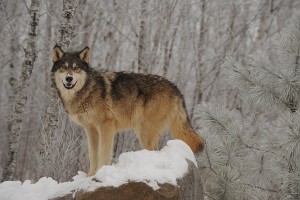 Canadian Timber Wolf