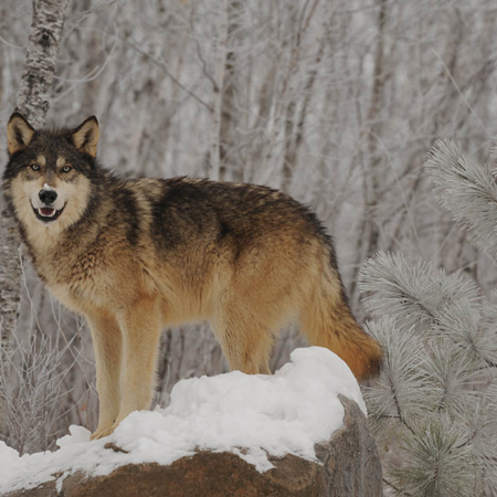 Canadian Timber Wolf