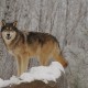 Canadian Timber Wolf