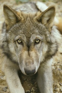 Canadian Timber Wolf