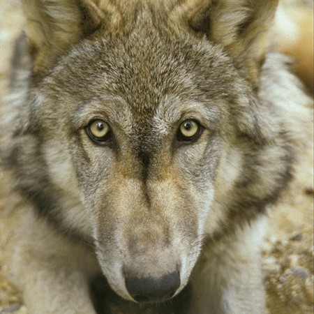 Canadian Timber Wolf