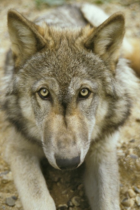 Canadian Timber Wolf